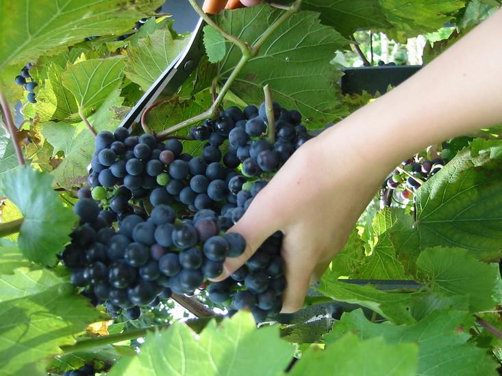 The Best Bulgarian Wines