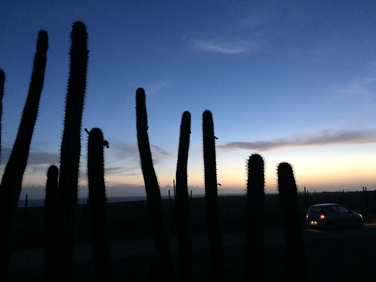 Living fences