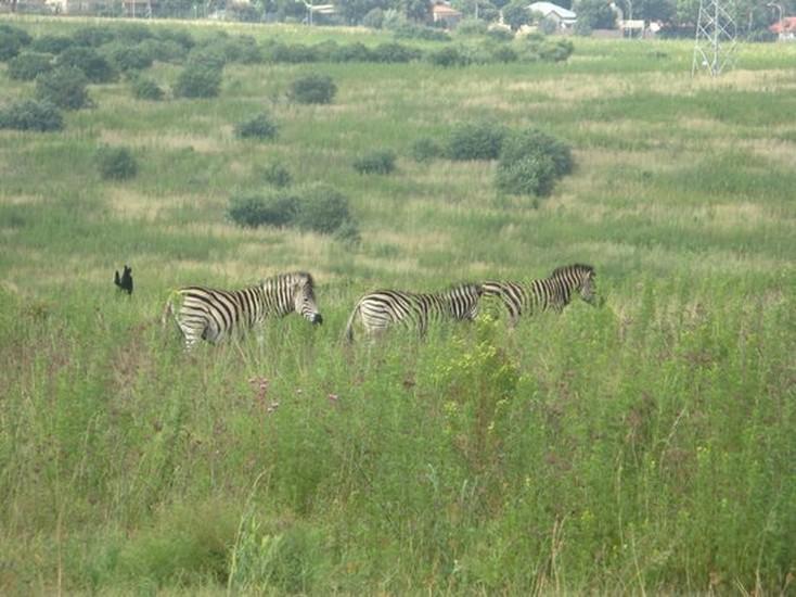 Groenkloof Nature Reserve
