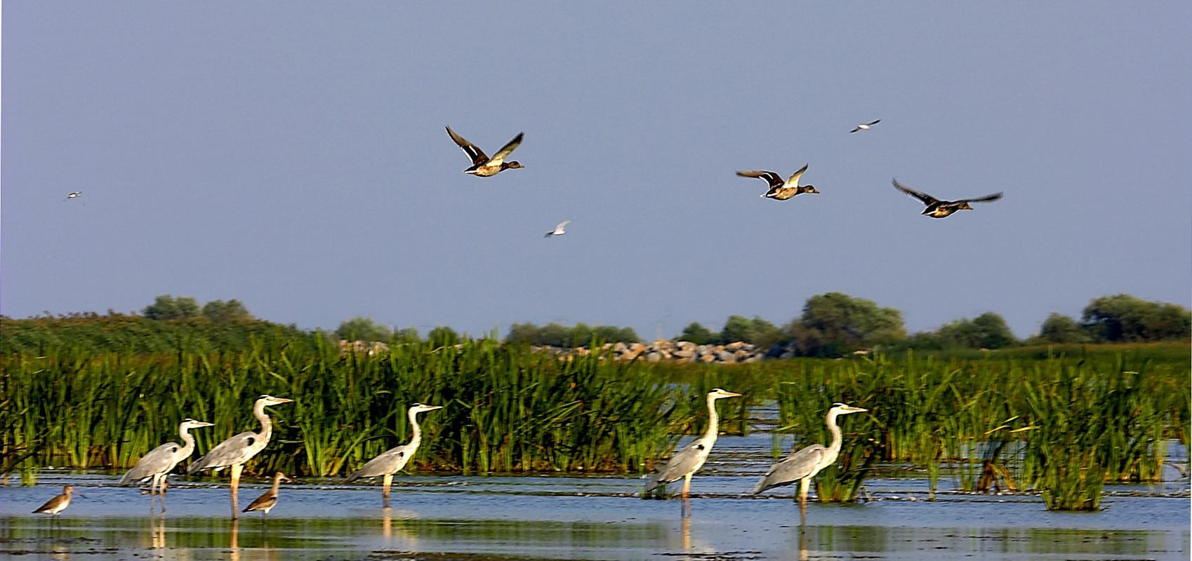 Satchinez Ornithological Reserve