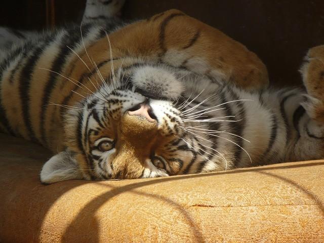 Klaipėda Zoo