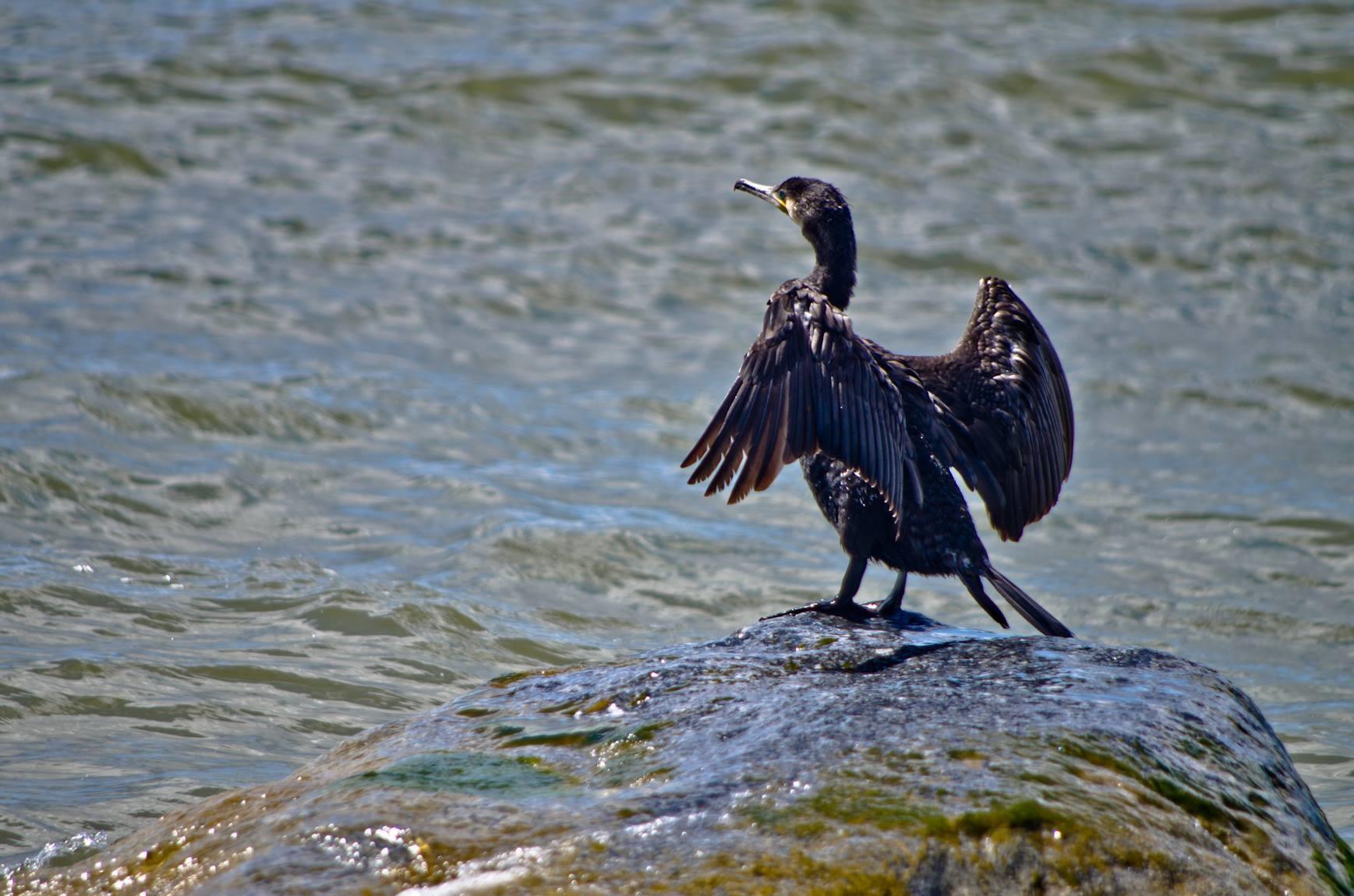 Pajūris Regional Park