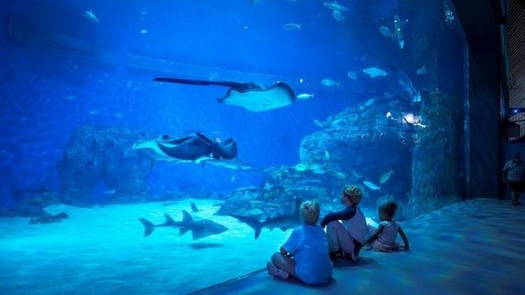 National Aquarium Denmark Den BlĂĄ Planet