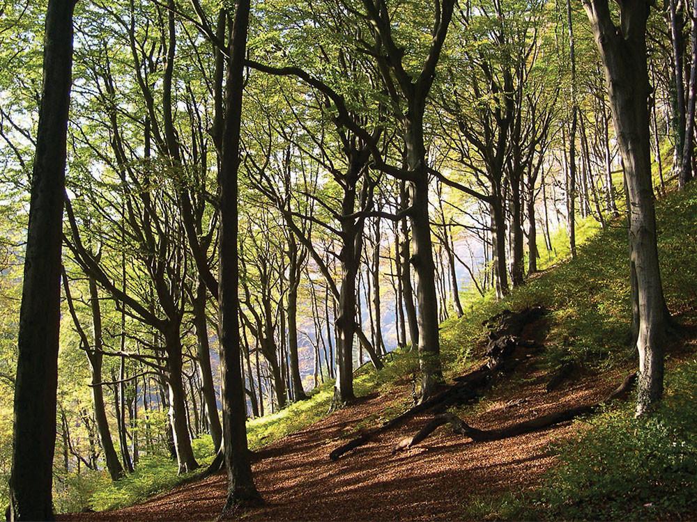 Fforest Fawr Circular Walk