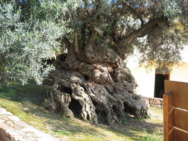 2,000 Years Old Olive Tree
