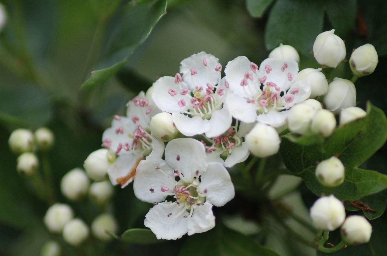 University of Bristol Botanic Garden