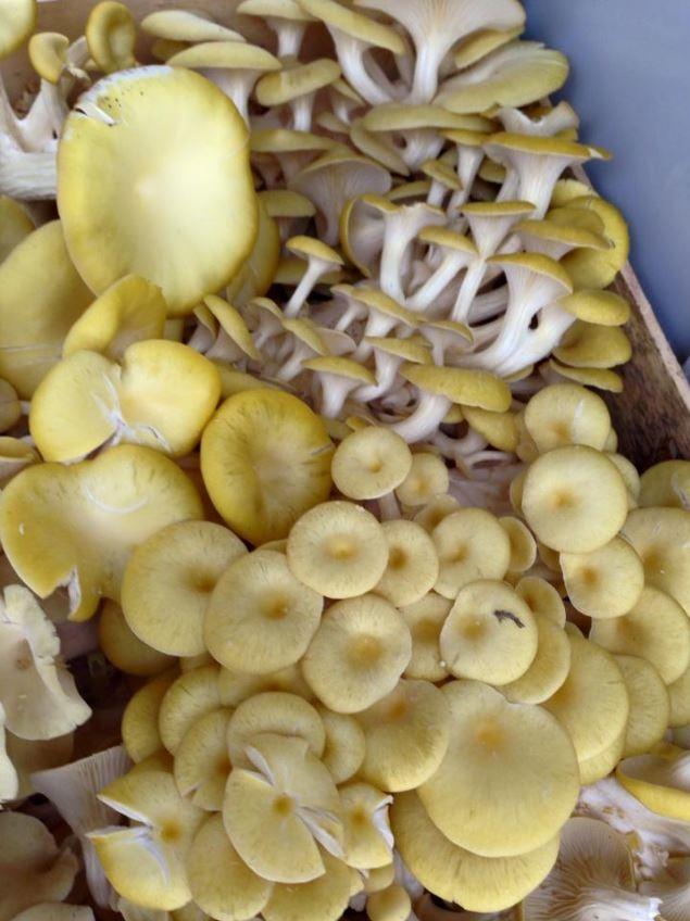 Delices de la Nature - Schmit Sylvie