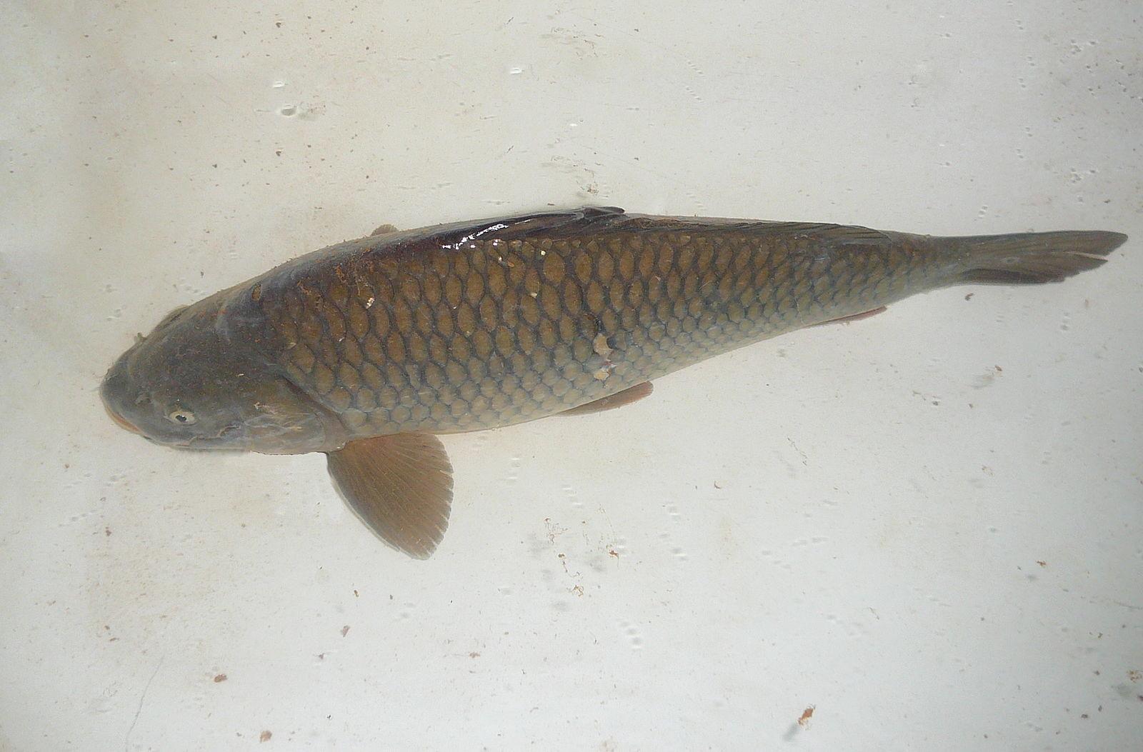 Czech Christmas Carp