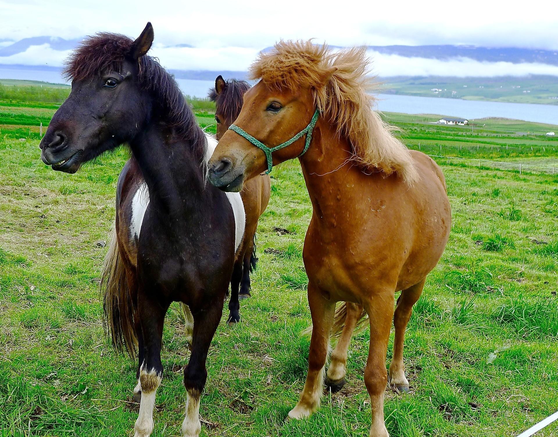 Horseback Riding Lava Tour