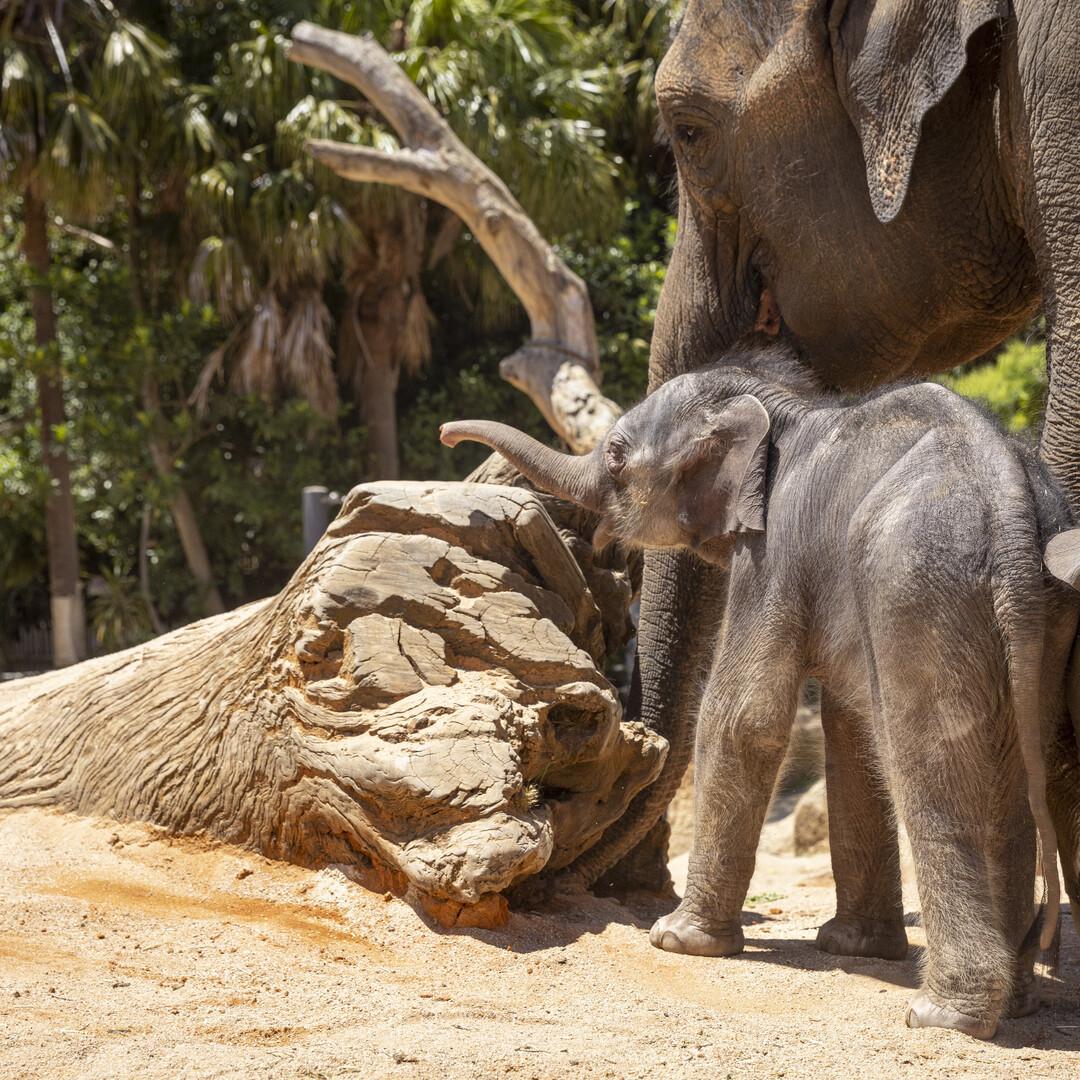 Melbourne Zoo