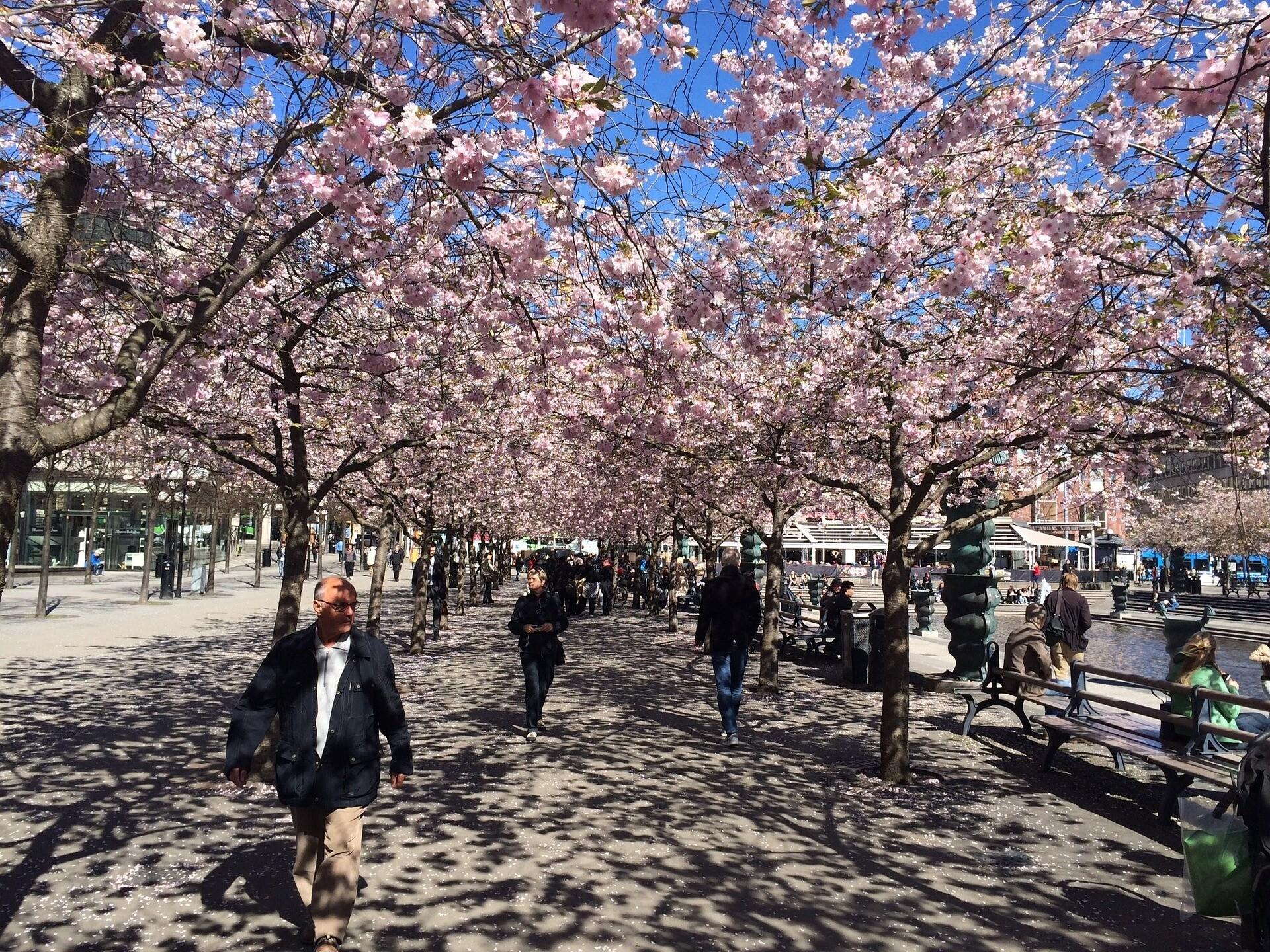 Exploring Stockholm in Spring: A Seasonal Guide