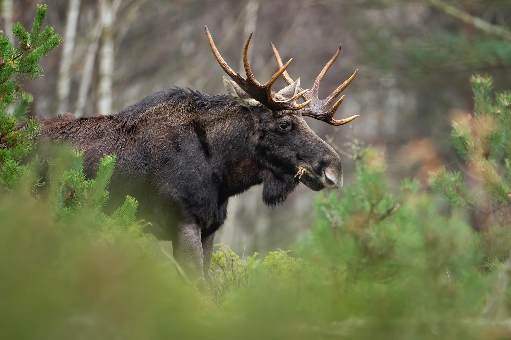 Biebrza National Park
