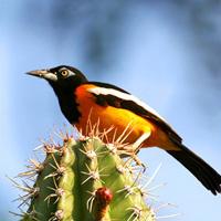 Arikok National Park