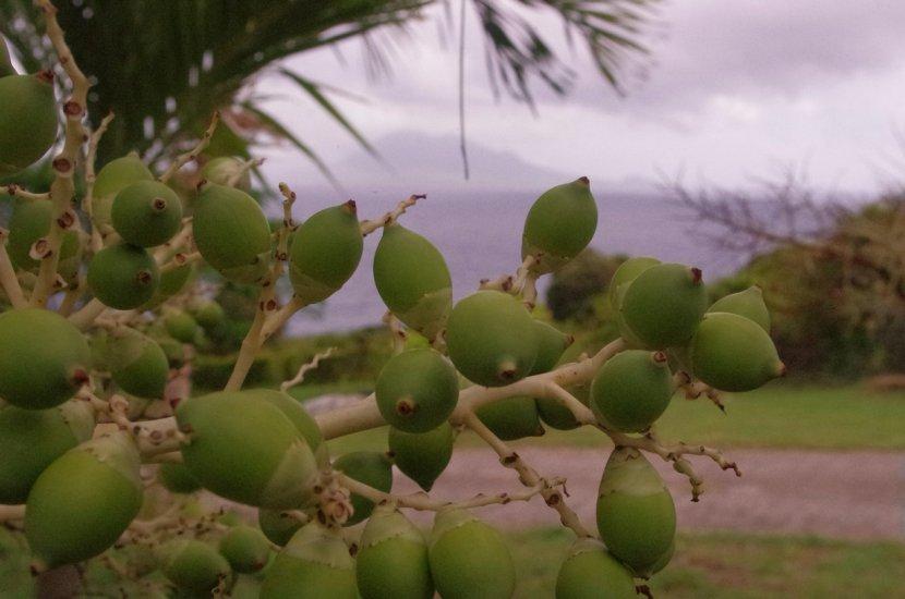 Miriam C. Schmidt Botanical Garden