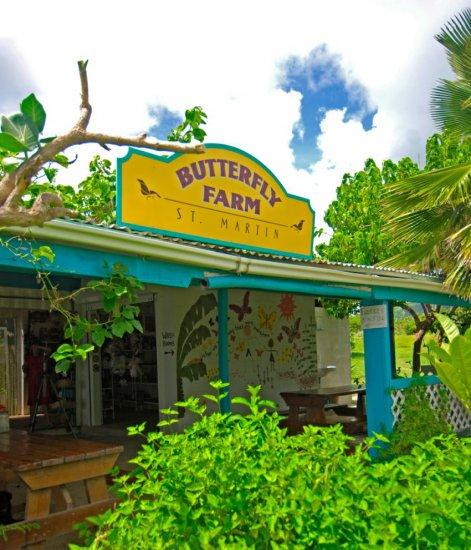 The Butterfly Farm