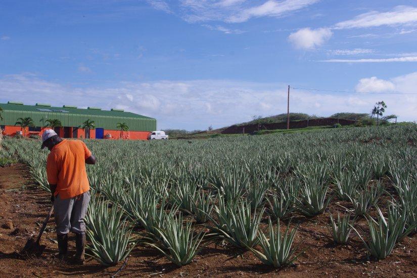 Aloe Vera Plantage